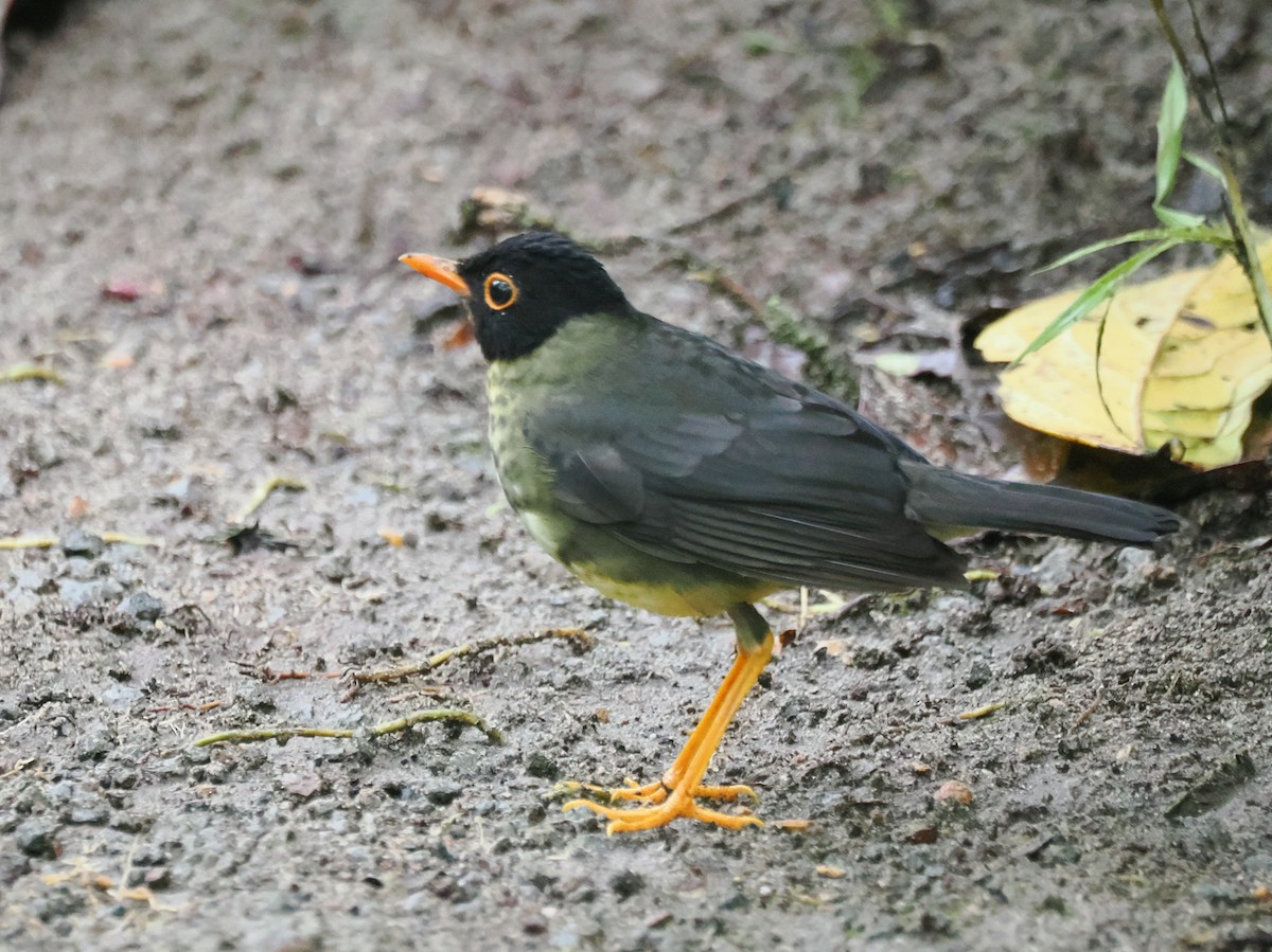Sclatermusendrossel - ML641622152