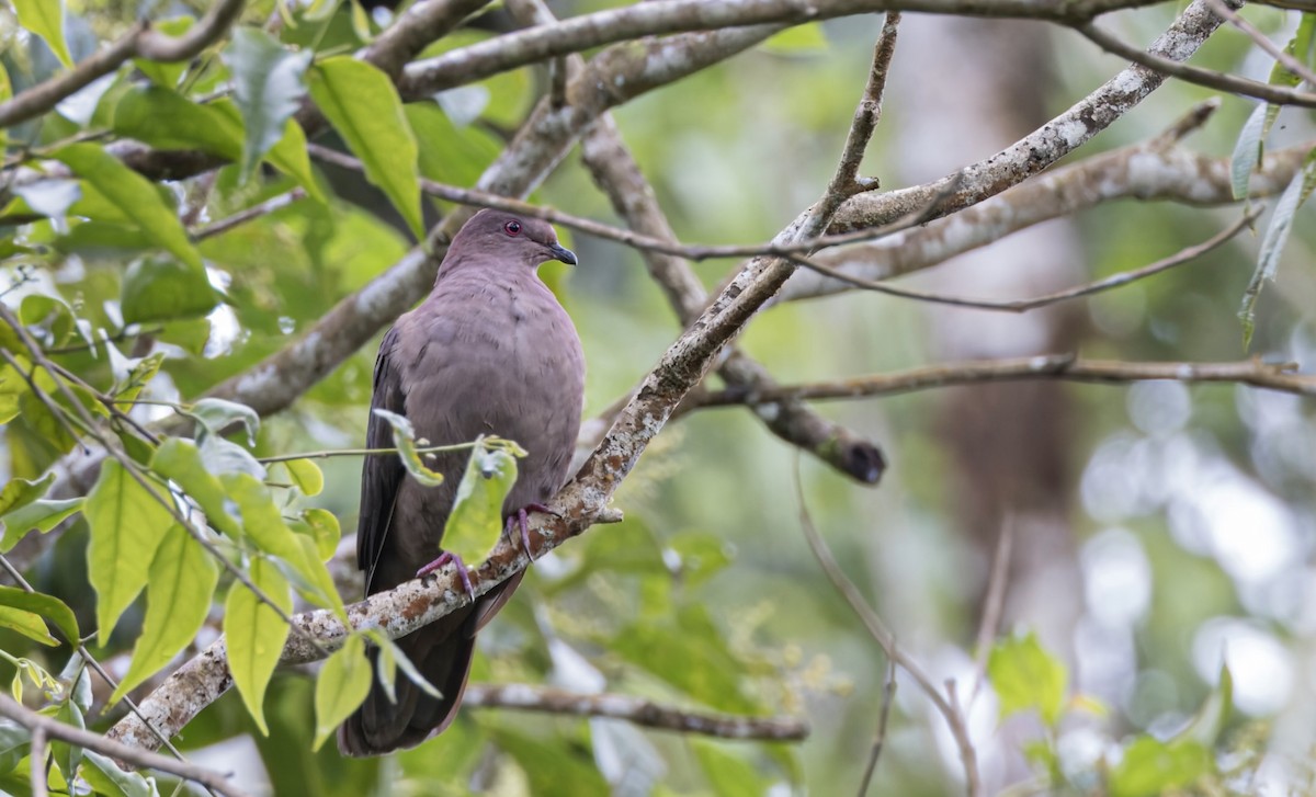 Short-billed Pigeon - ML641622235