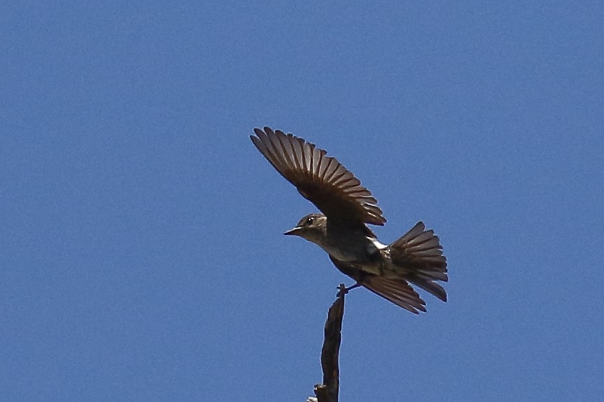 Olive-sided Flycatcher - ML641622337