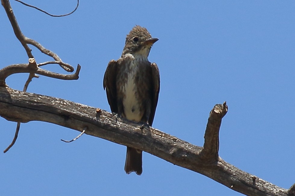 Olive-sided Flycatcher - ML641622338