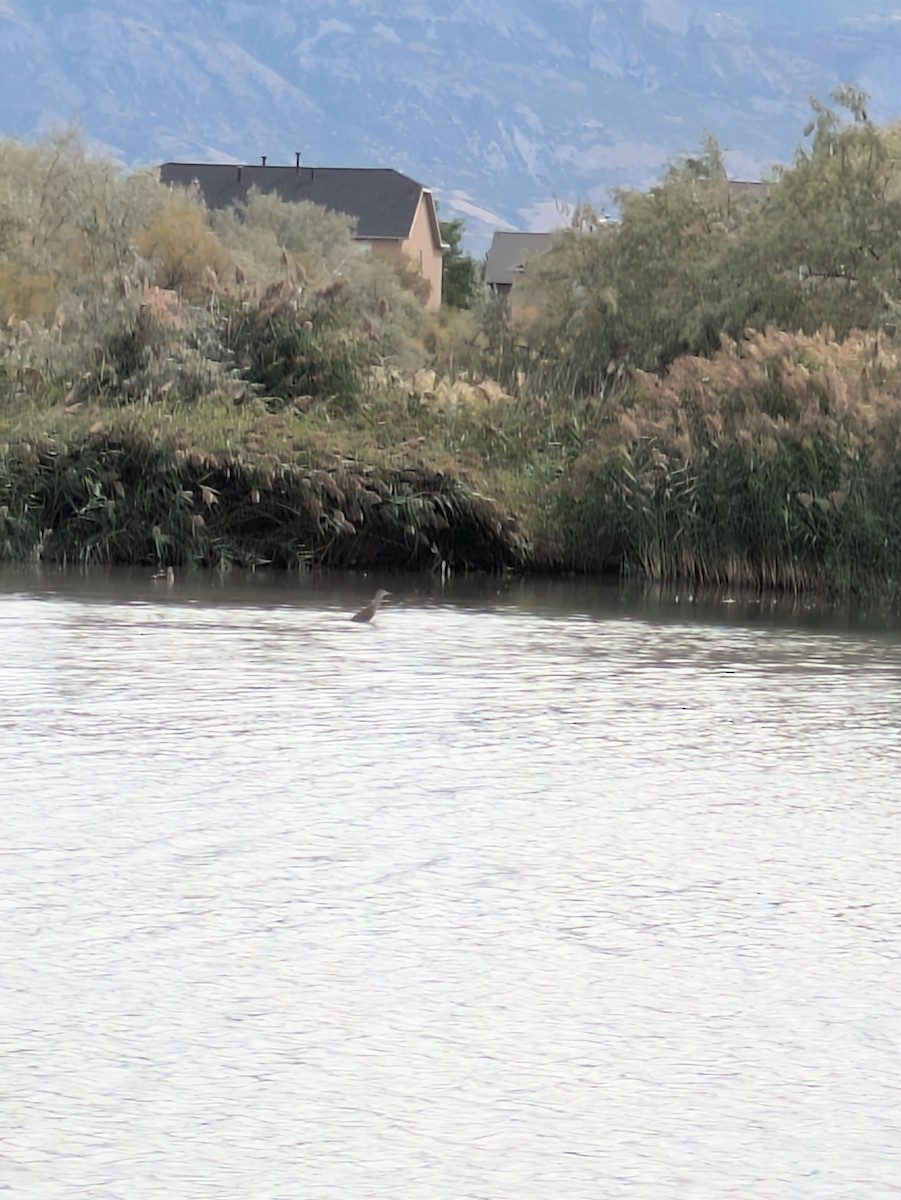 Black-crowned Night Heron - ML641622398