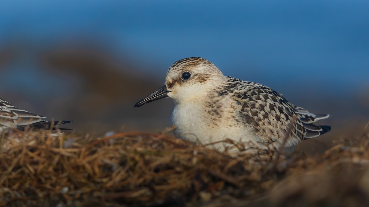 Sanderling - ML641622401