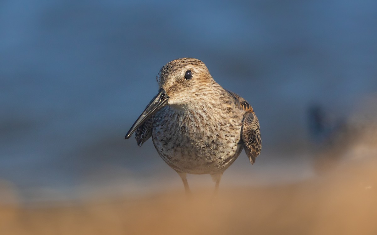 Dunlin - ML641622405