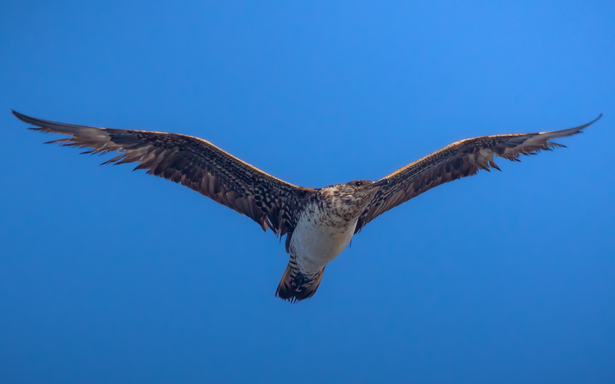 Parasitic Jaeger - ML641622406