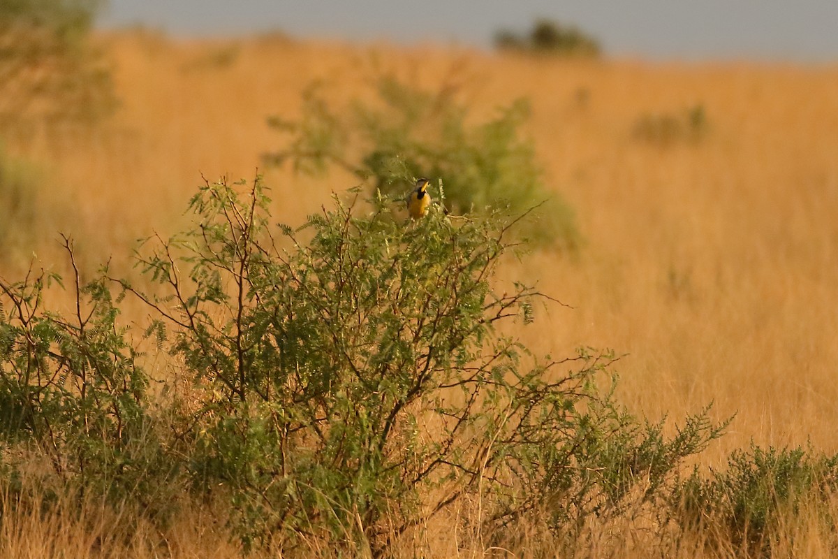 Chihuahuan Meadowlark - ML641622425