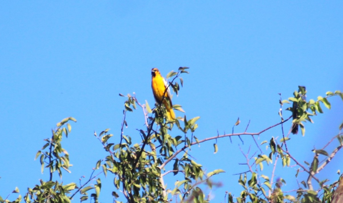 Bullock's Oriole - ML641622427