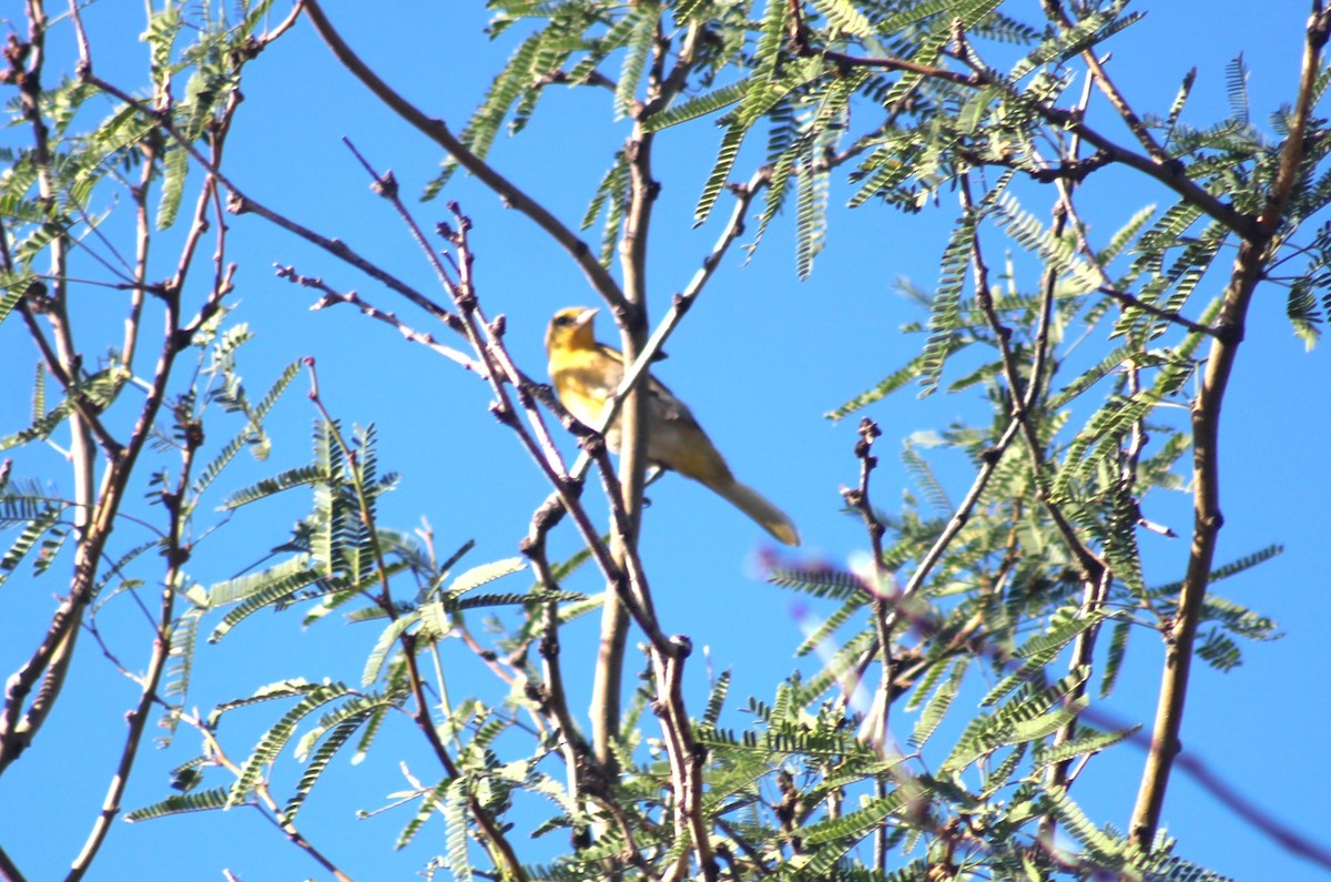 Bullock's Oriole - ML641622428