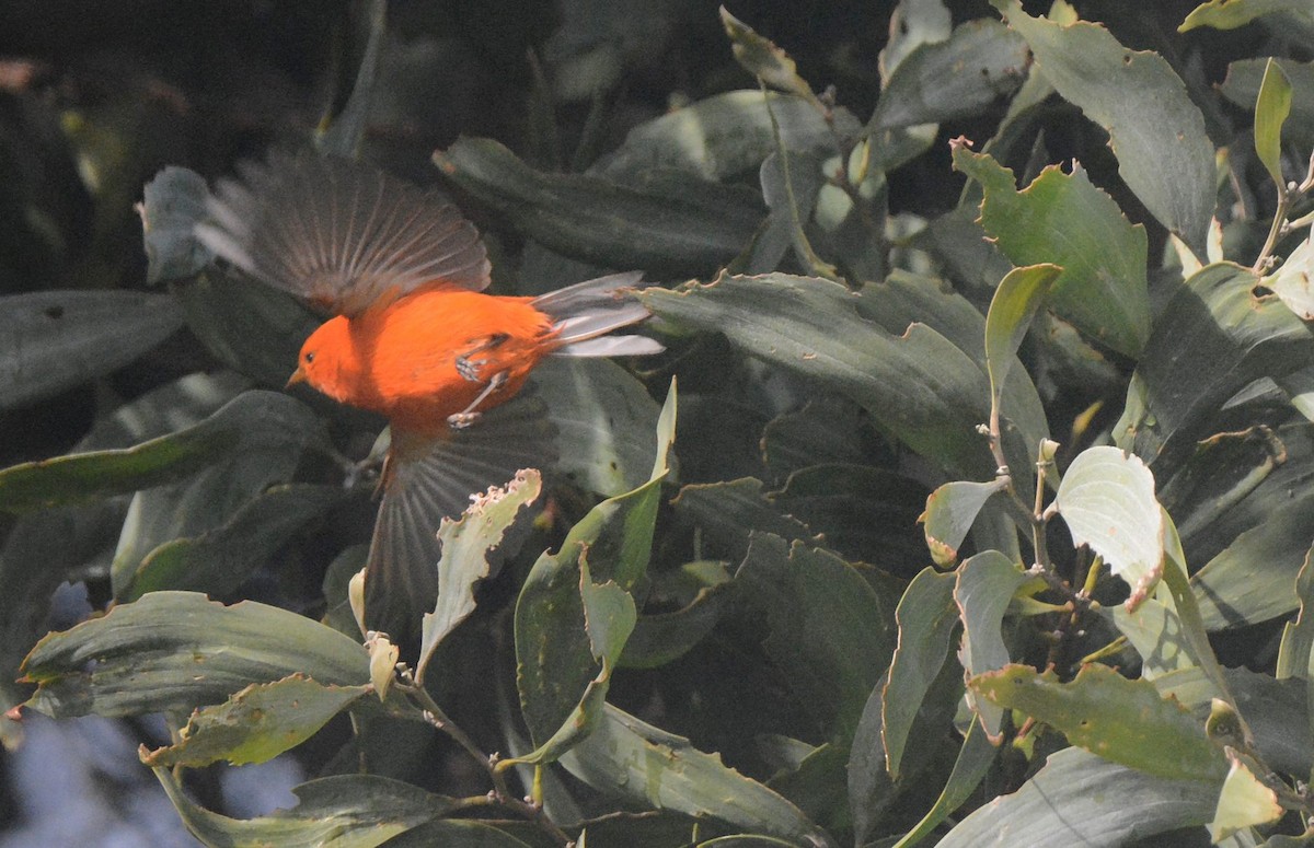 Hawaii-Akepakleidervogel - ML641622430