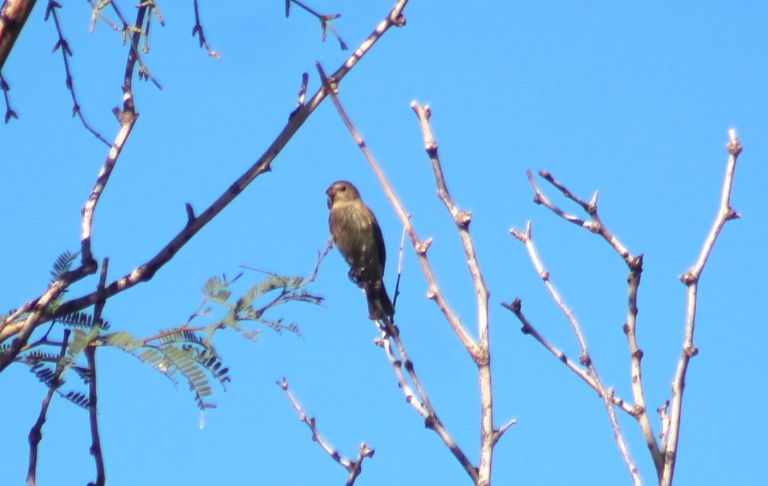 Indigo Bunting - ML641622443