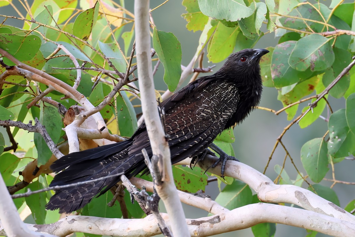 Pheasant Coucal - ML641622453