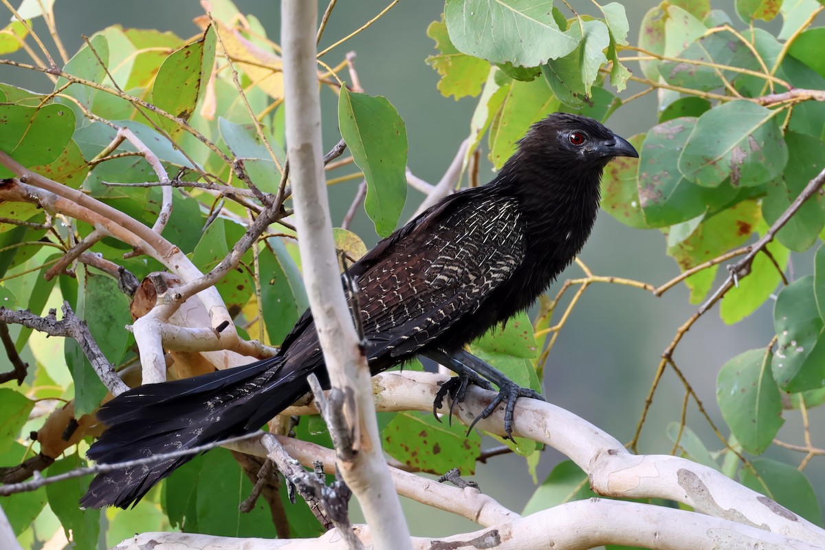 Pheasant Coucal - ML641622466