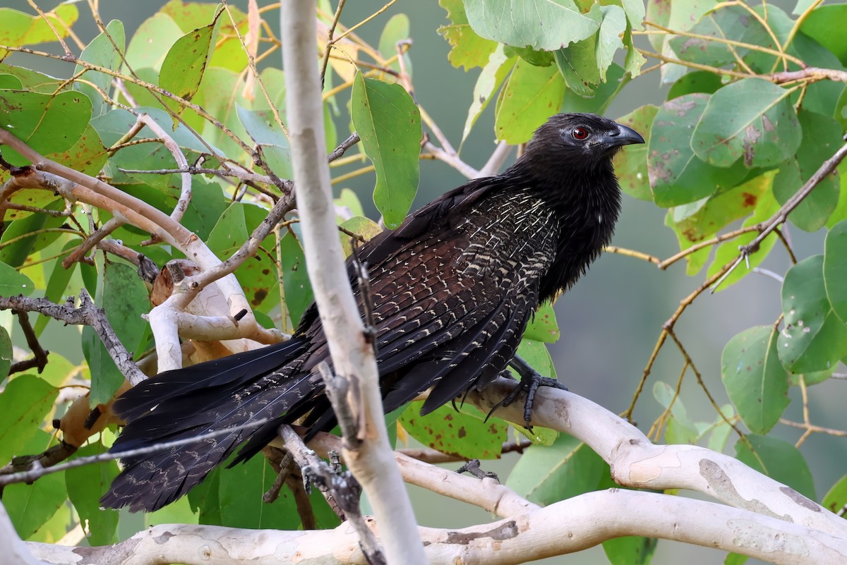 Pheasant Coucal - ML641622467