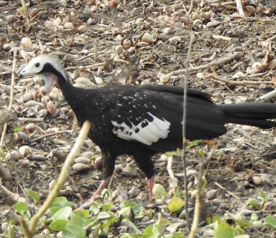 Pava Goliblanca - ML641622627