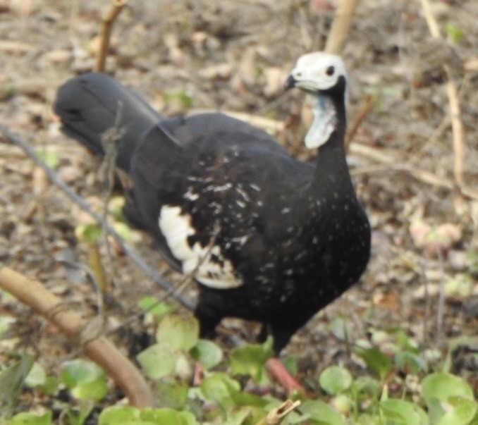 Pava Goliblanca - ML641622628