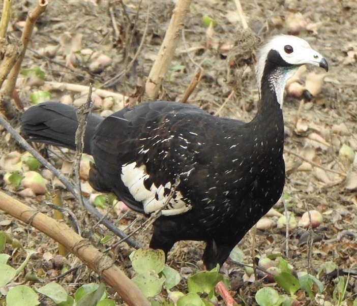 Pava Goliblanca - ML641622629