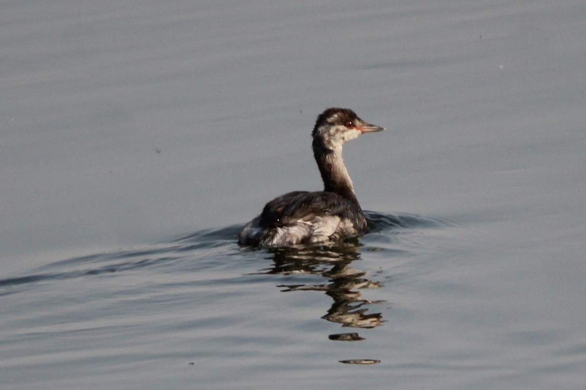 Ухаа шунгуур - ML641622633