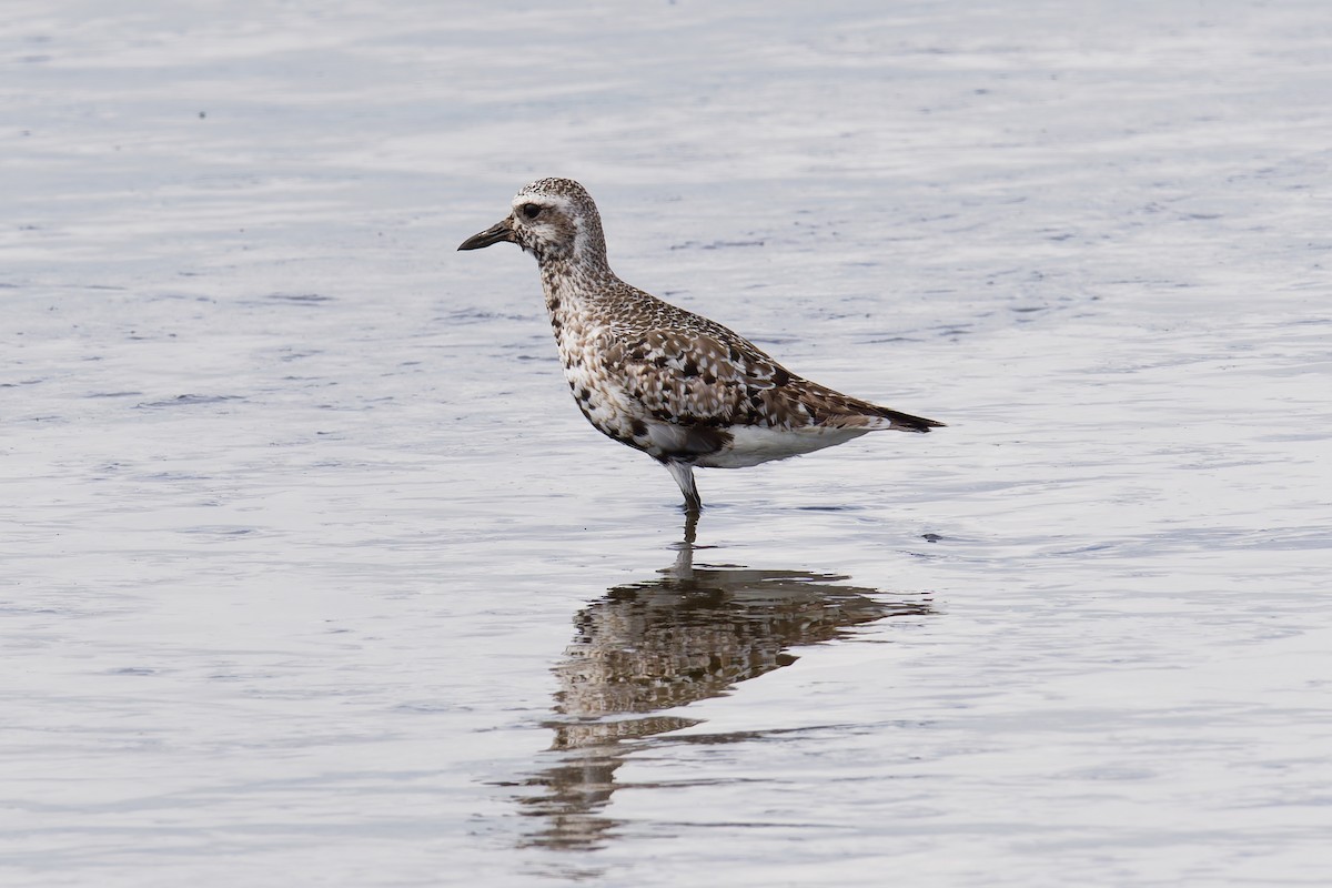 Black-bellied Plover - ML641622643