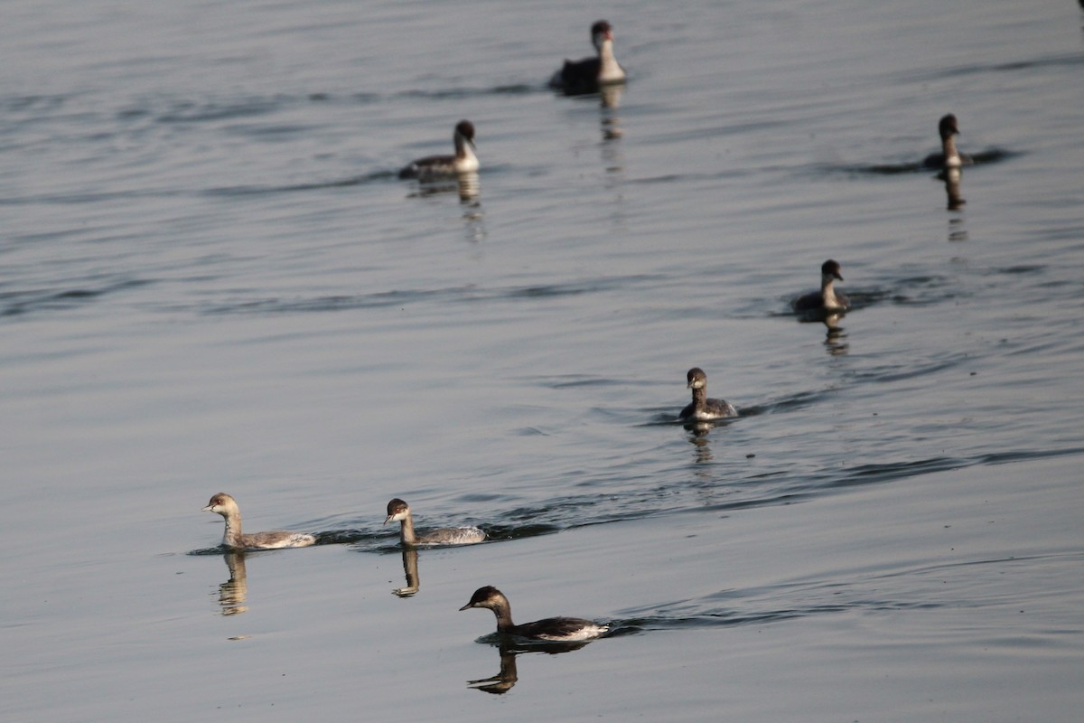 Ухаа шунгуур - ML641622657