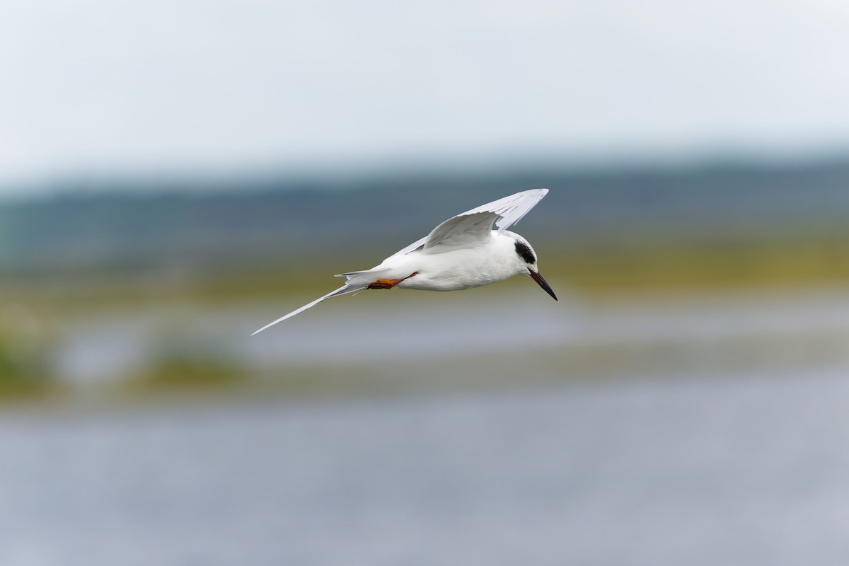 Forster's Tern - ML641622658