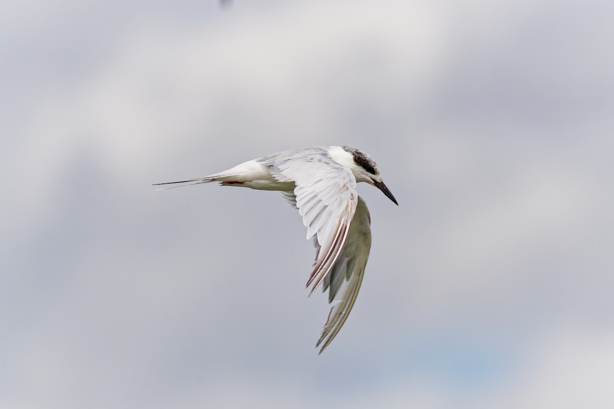 Forster's Tern - ML641622659