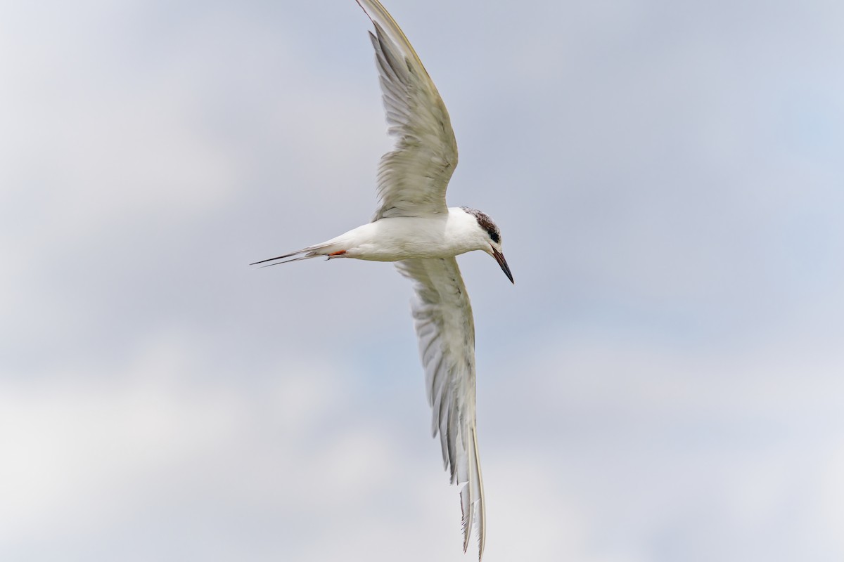 Forster's Tern - ML641622660