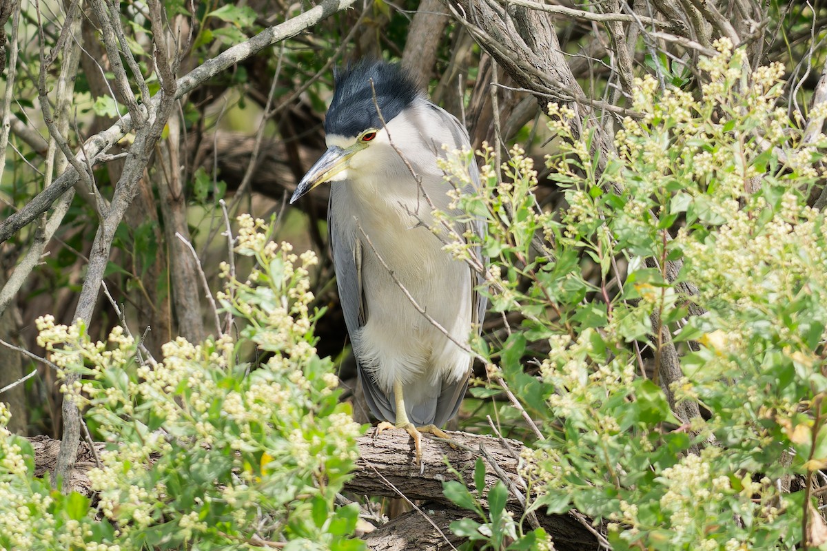 Black-crowned Night Heron - ML641622713