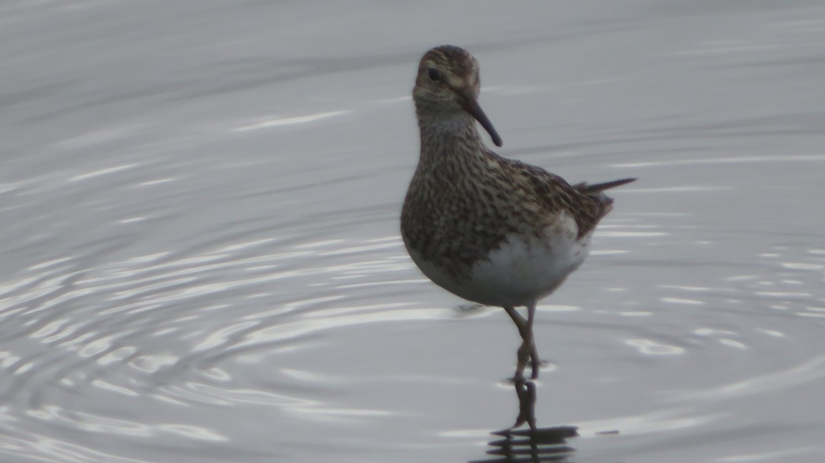 Орог элсэг - ML641622771