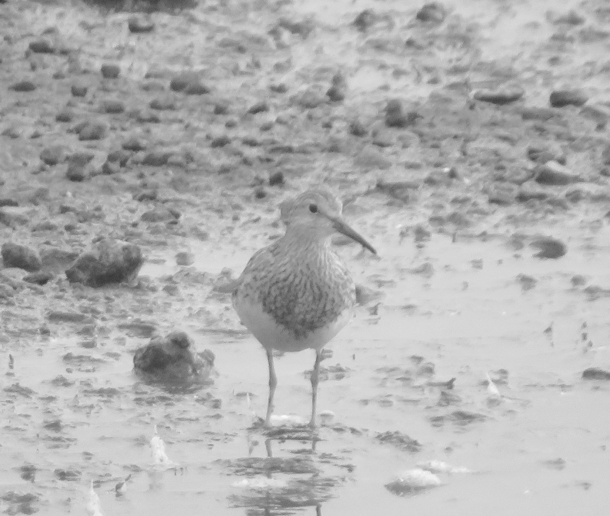 Орог элсэг - ML641622817