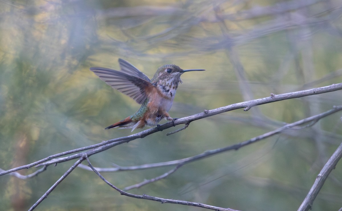 Rufous Hummingbird - ML641622821