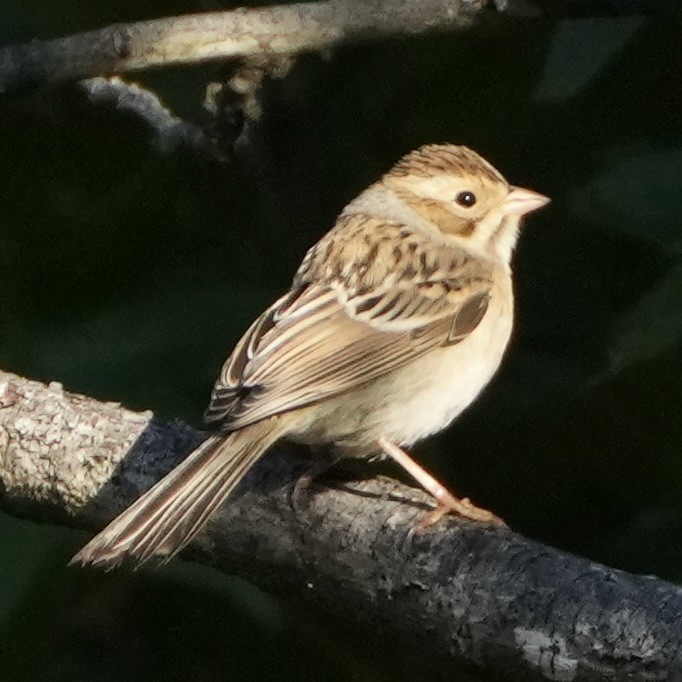Clay-colored x Field Sparrow (hybrid) - ML641622859
