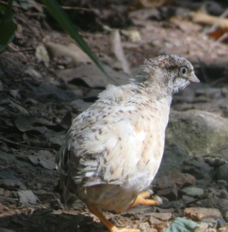 Galeper japoniarra - ML641622959