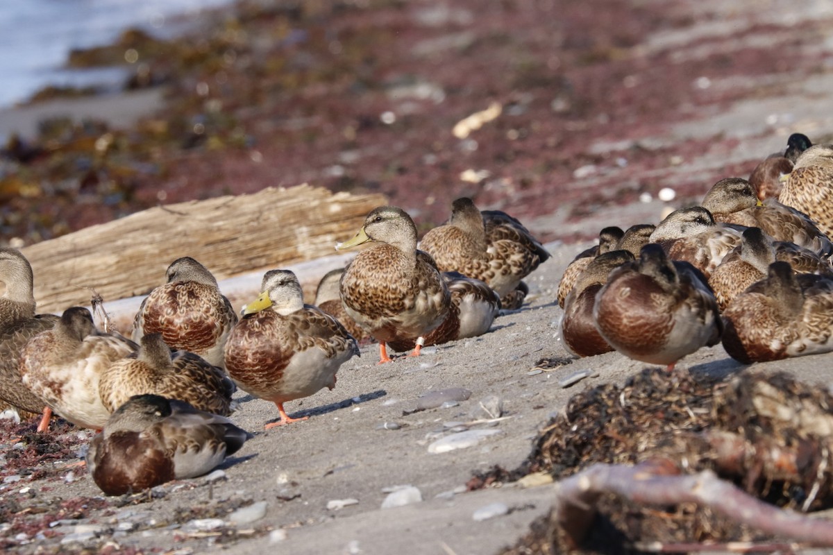 Mallard - ML641623055