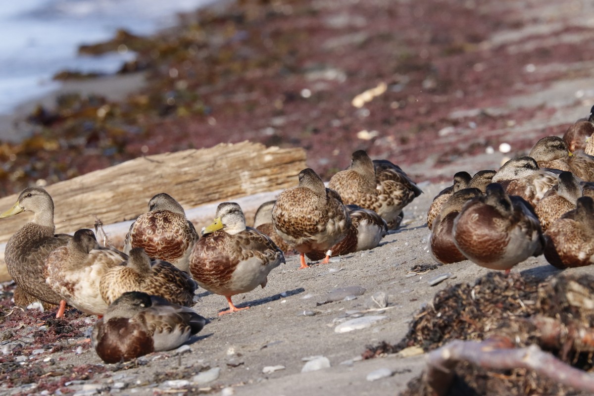 Mallard - ML641623056