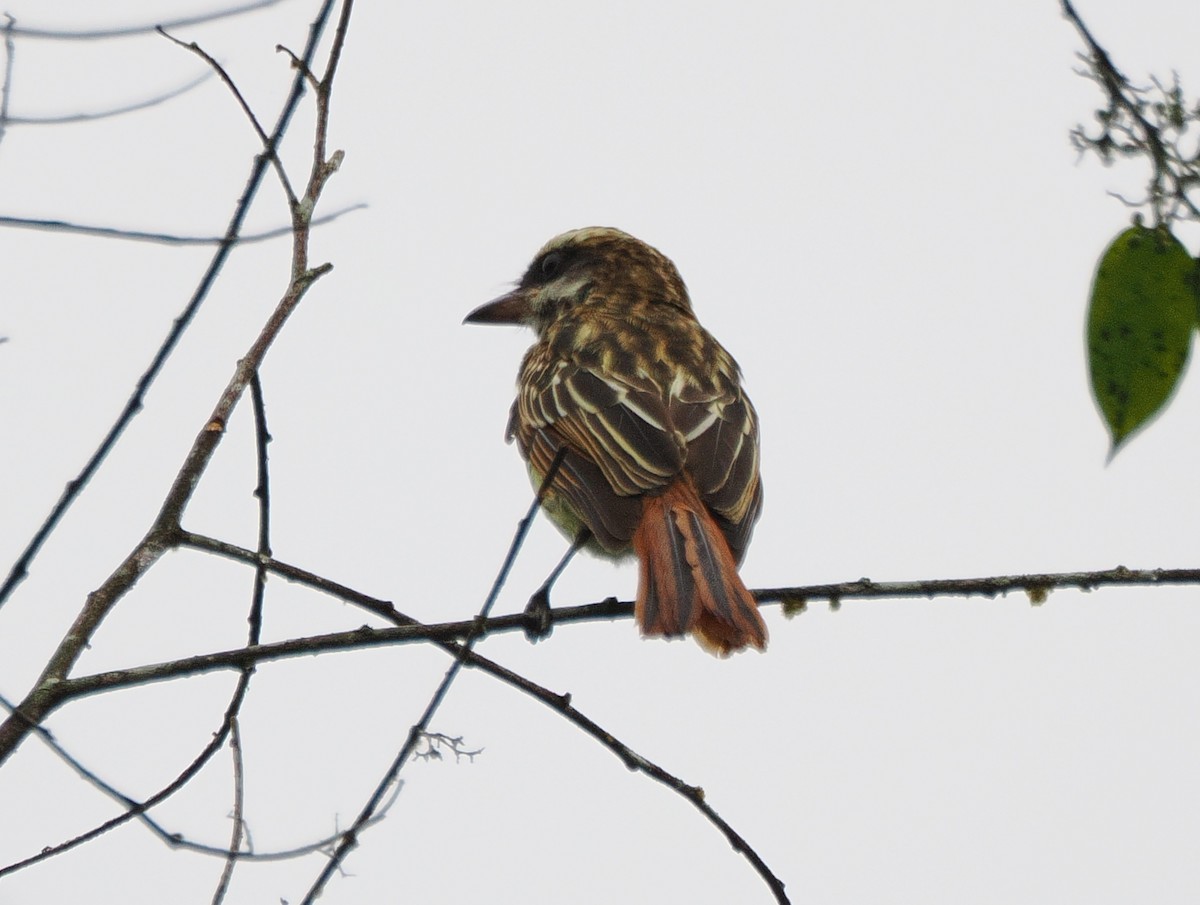 Streaked Flycatcher - ML641623073