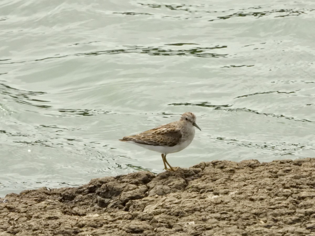 Least Sandpiper - ML641623079