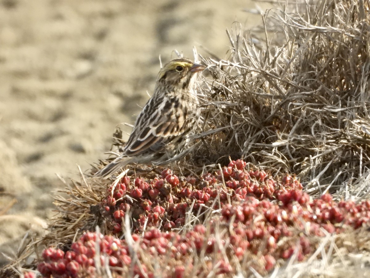 Savannah Sparrow - ML641623096