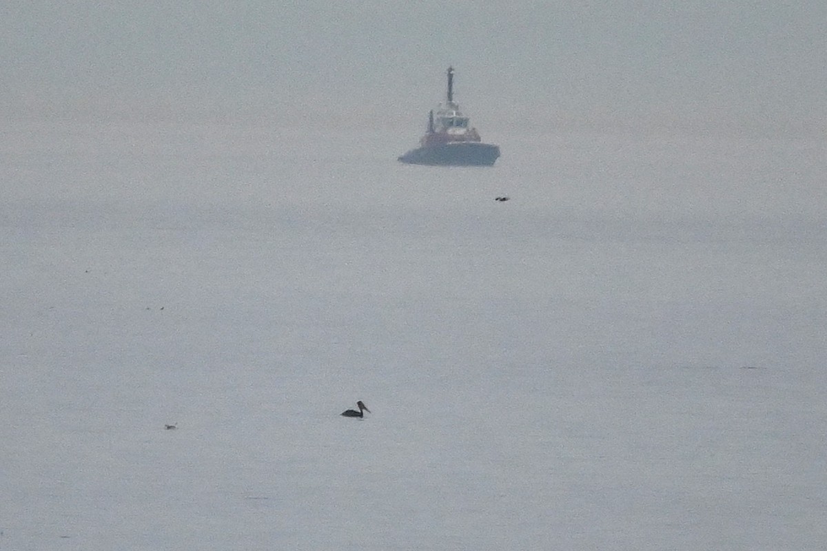 Brown Pelican - ML641623127