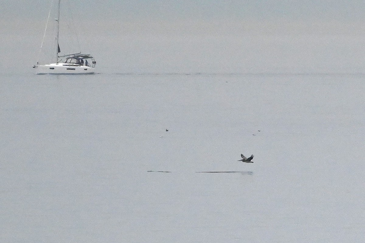 Brown Pelican - ML641623129