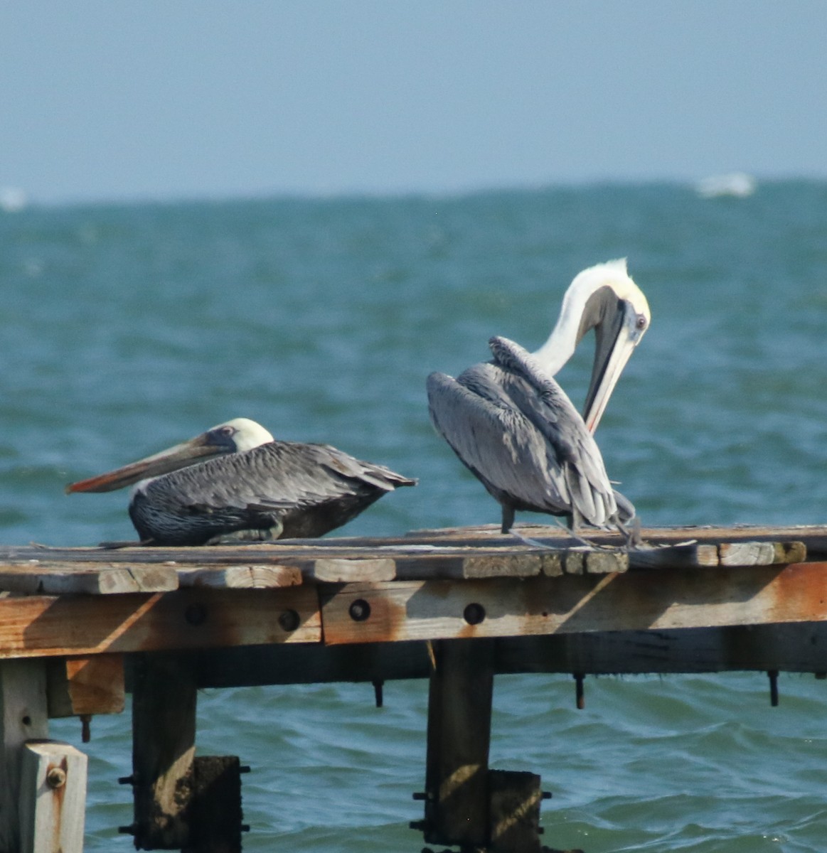 Brown Pelican - ML641623135
