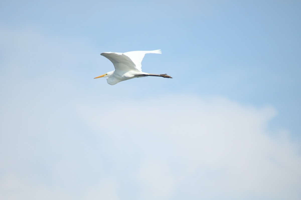 Great Egret - ML641623142