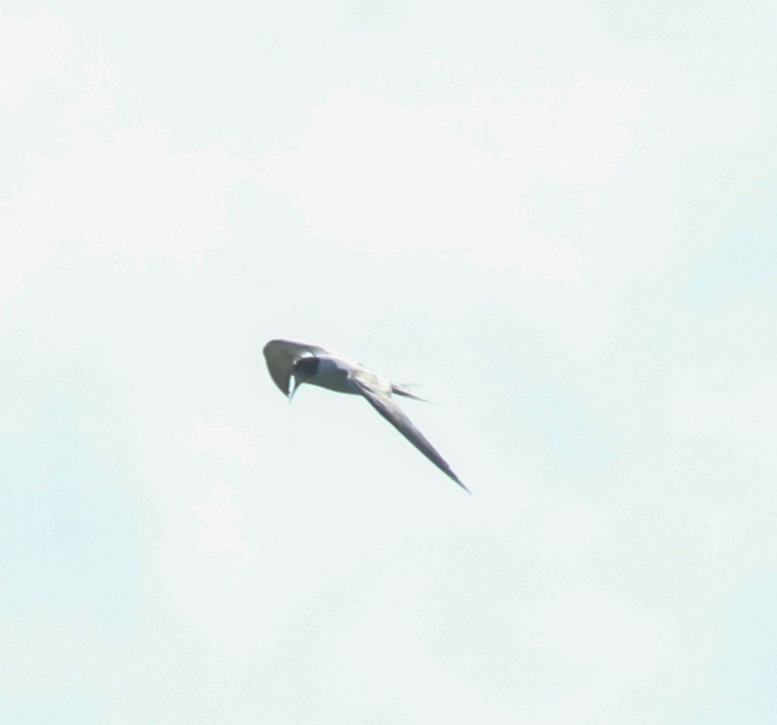 Common Tern - ML641623157