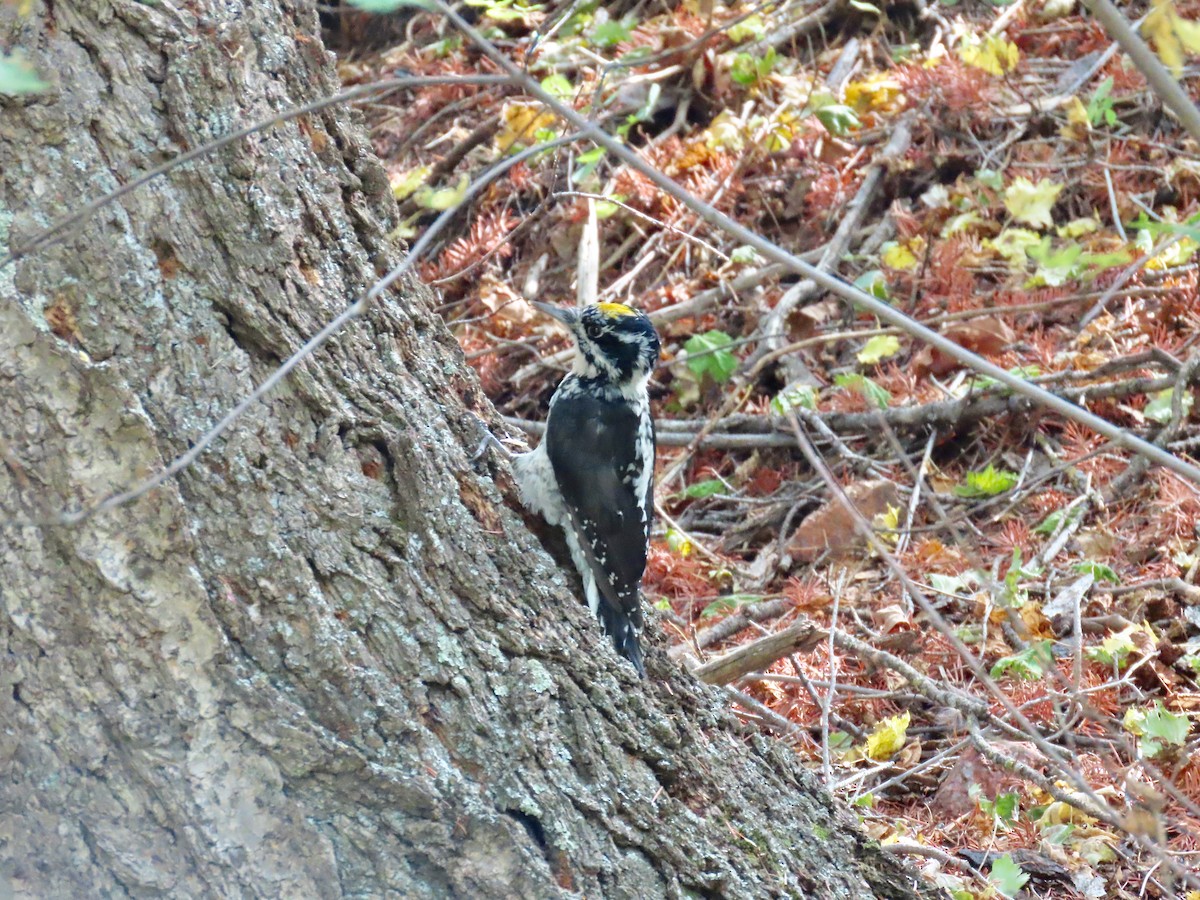 American Three-toed Woodpecker - ML641623214