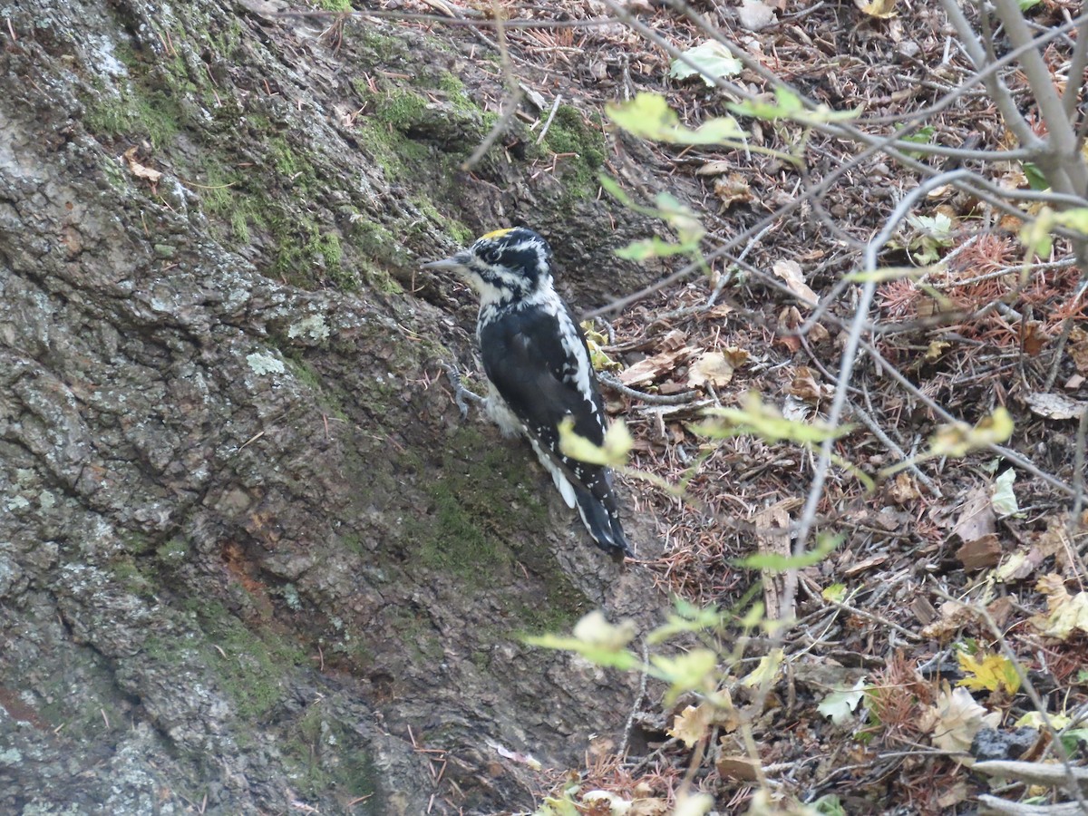 American Three-toed Woodpecker - ML641623278