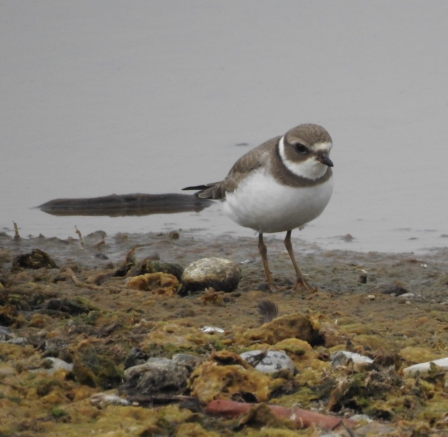Semipalmated Plover - ML641623281