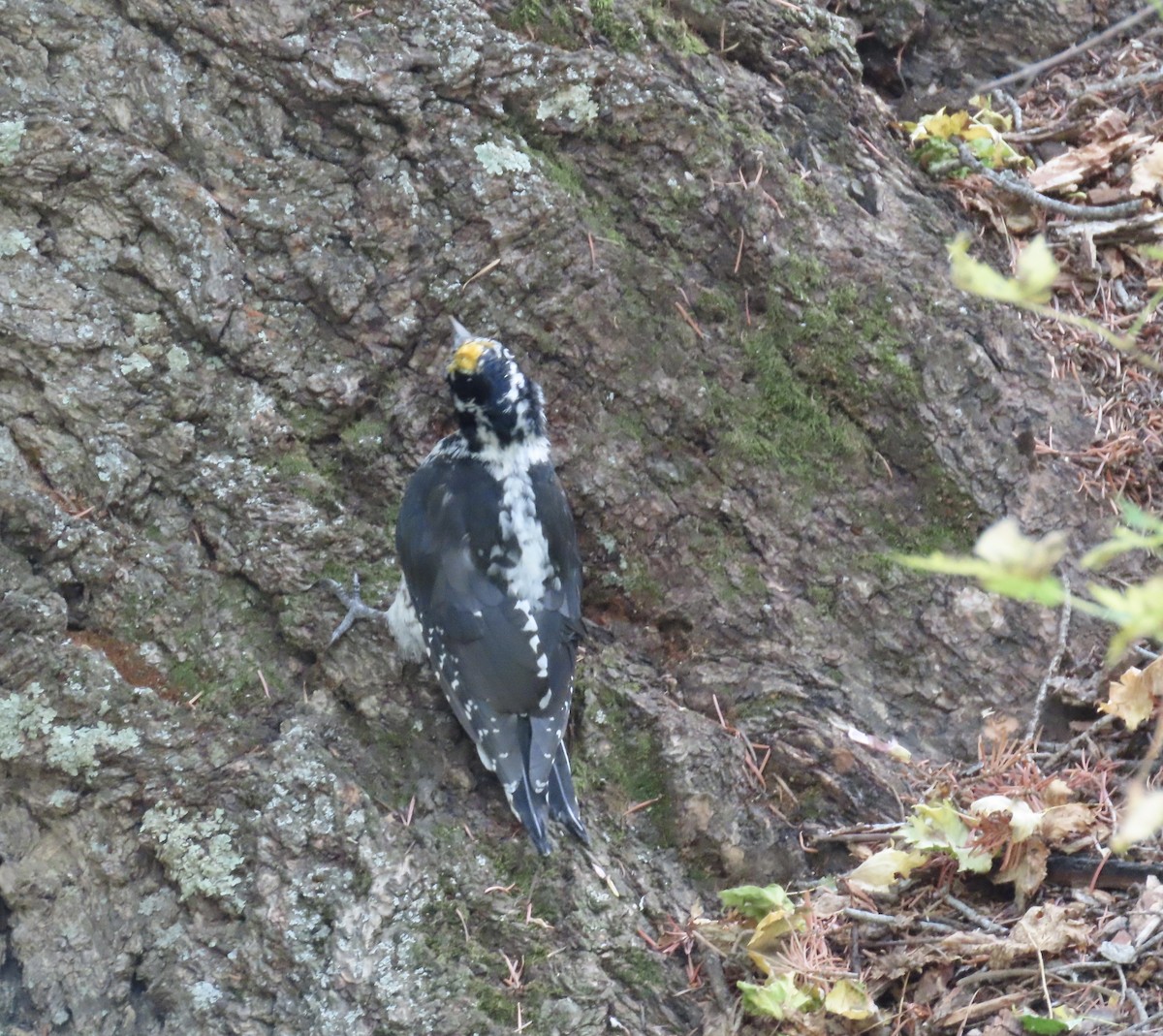 American Three-toed Woodpecker - ML641623287