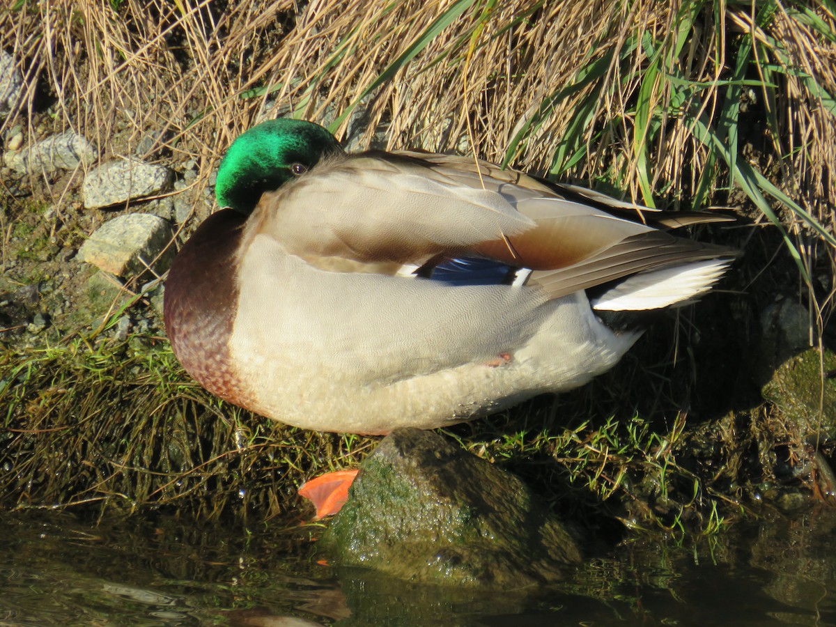 Mallard - ML641623288
