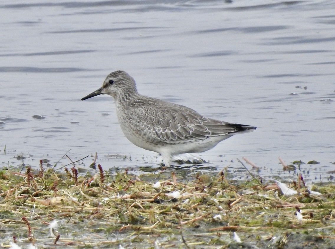 Red Knot - ML641623293