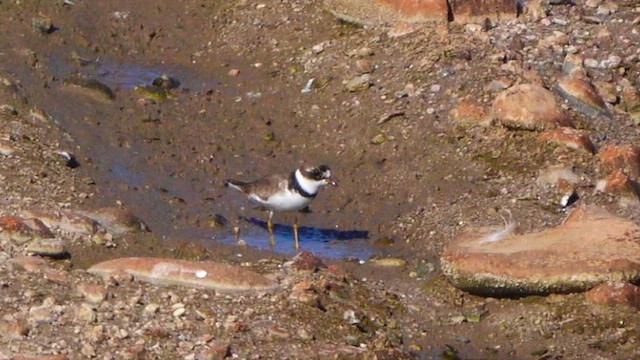 Semipalmated Plover - ML641623306