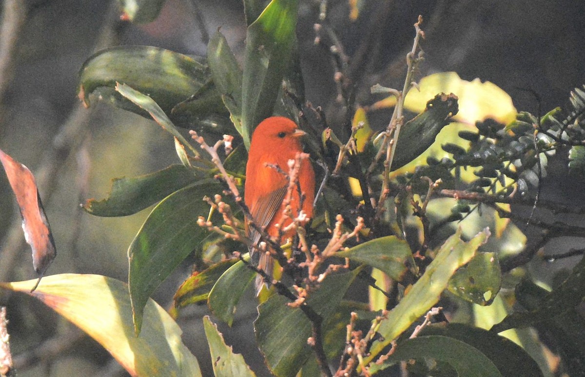 Hawaii-Akepakleidervogel - ML641623308