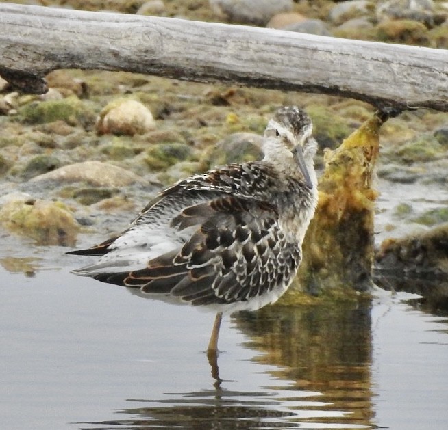 Stilt Sandpiper - ML641623322